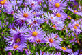 New England Aster Mix Seeds – Perennial Wildflower Blend with White, Rose, Violet, Purple Flowers – Symphyotrichum novae-angliae
