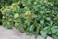 50 Seeds Japanese Ivy Hedera rhombea Ornamental Climbing Vine