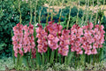 Gladiolus Bulbs 6-Pack – Mixed Colors Flowering Plant – Gladiolus spp. – Ideal for Garden Beds & Borders, Full Sun