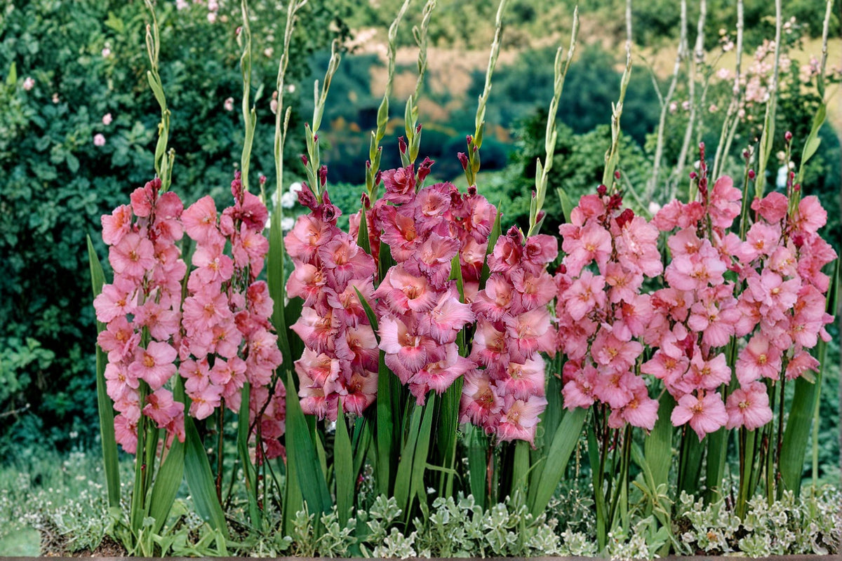 Gladiolus Bulbs 6-Pack – Mixed Colors Flowering Plant – Gladiolus spp. – Ideal for Garden Beds & Borders, Full Sun