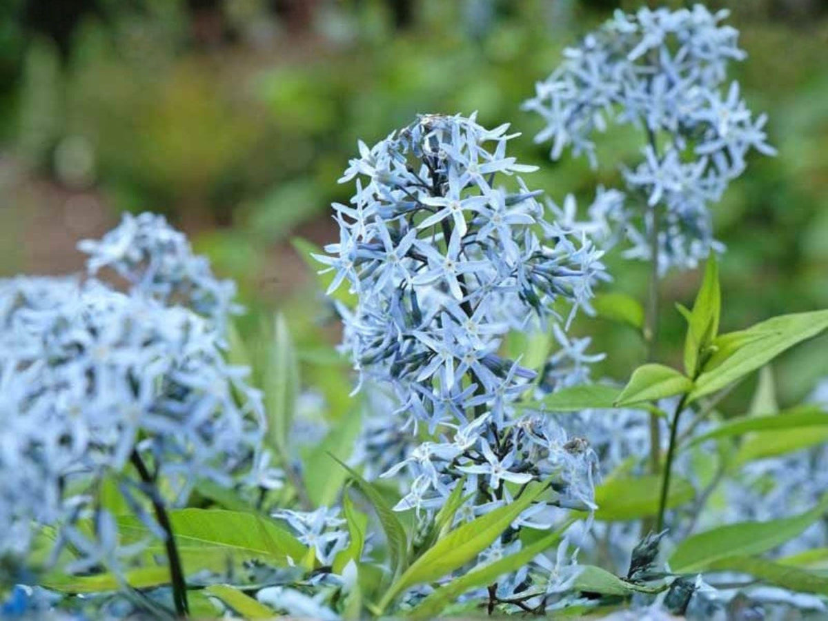 10 Amsonia tabernaemontana Seeds Eastern Bluestar Native Perennial Blue Star Flower