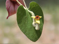 10 Seeds Wooly Dutchmans Pipevine Aristolochia tomentosa Native Vine Butterfly Garden