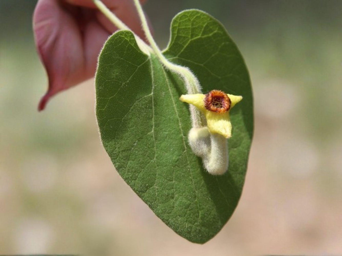 10 Seeds Wooly Dutchmans Pipevine Aristolochia tomentosa Native Vine Butterfly Garden
