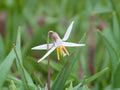 White Trout Lily Seeds - Erythronium albidum Native Woodland Wildflower for Shade Gardens, Cottage Landscapes, Early Spring Blooms