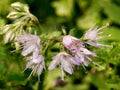 10 Seeds Virginia Waterleaf Hydrophyllum virginianum Native Woodland Wildflower Shade Garden