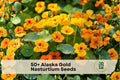 50+ Alaska Gold Nasturtium Seeds, Trailing Flowering Plant, Bright Yellow/Gold, Tropaeolum majus, Container & Garden Bed