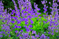 500 Seeds Flossflower Ageratum houstonianum