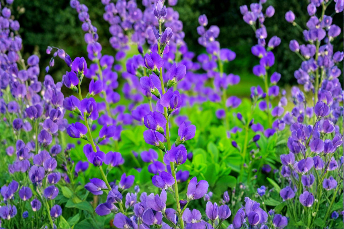 500 Seeds Flossflower Ageratum houstonianum