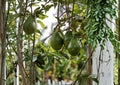 Semil 34 Avocado Live Fruit Tree – Persea americana – 12-24 Inches Tall, Evergreen, Edible Landscape, Backyard Orchard