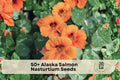 Alaska Salmon Nasturtium Seeds, Trailing Flower, Salmon Color, Tropaeolum majus, Container & Garden Bed Plant