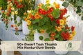 Dwarf Nasturtium Seeds - Tom Thumb Mix, Compact Annual Flower, Tropaeolum majus, Vibrant Colors for Containers & Borders