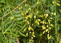 Neem Live Tree – 1-2 Feet Tall Azadirachta indica Tropical Evergreen Plant for Gardens and Landscaping
