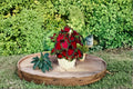 2 Bulbs Florida Cardinal Caladium Caladium bicolor
