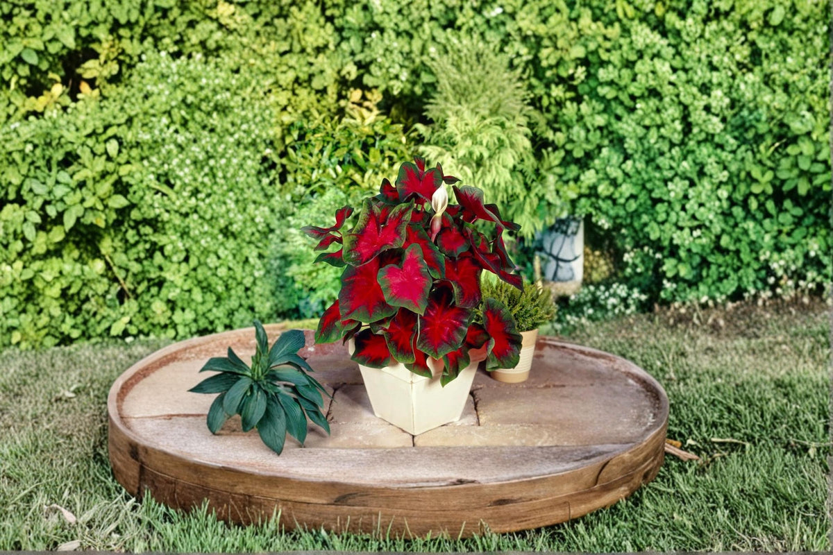 2 Bulbs Florida Cardinal Caladium Caladium bicolor