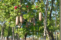 10 Seeds Sausage Tree Kigelia africana Tropical Flowering Tree