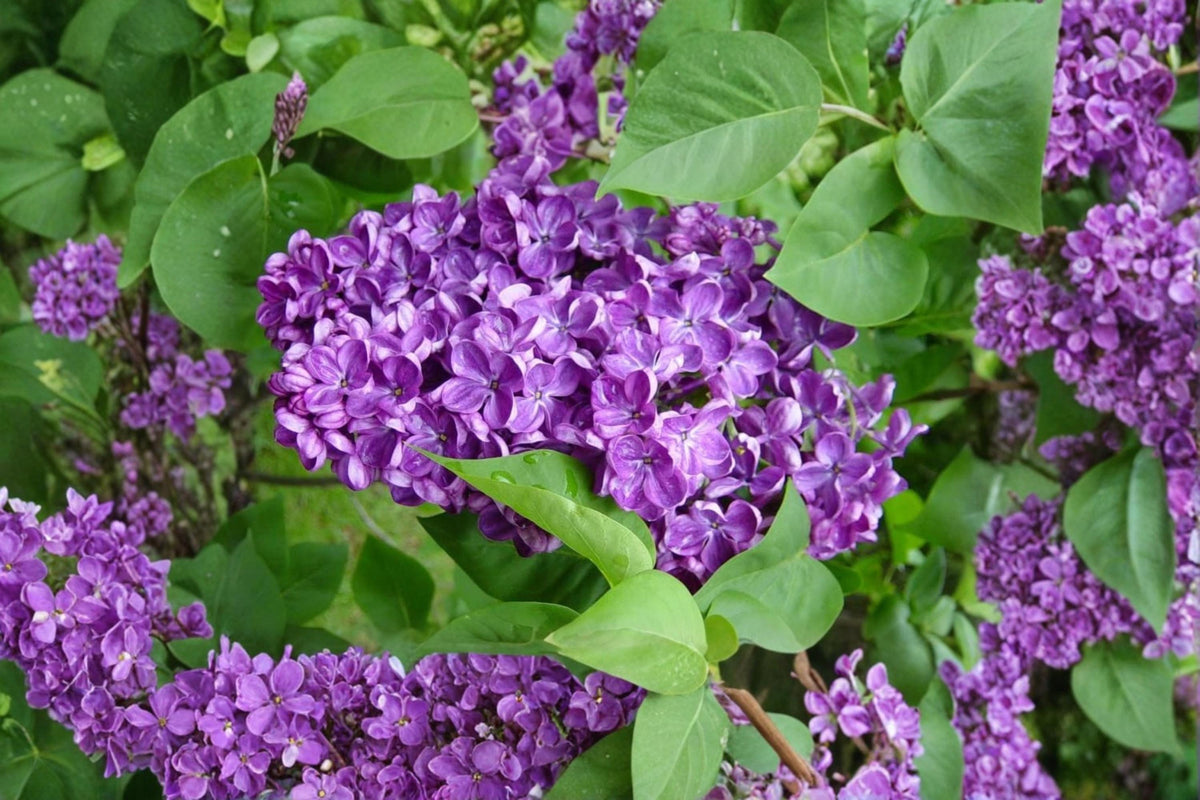 50 Seeds Purple Lilac Syringa vulgaris Fragrant Shrub Hardy Perennial