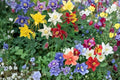 100 Seeds Multicolor Columbine Aquilegia Flower