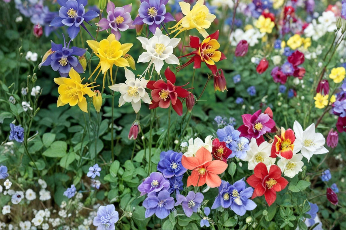100 Seeds Multicolor Columbine Aquilegia Flower