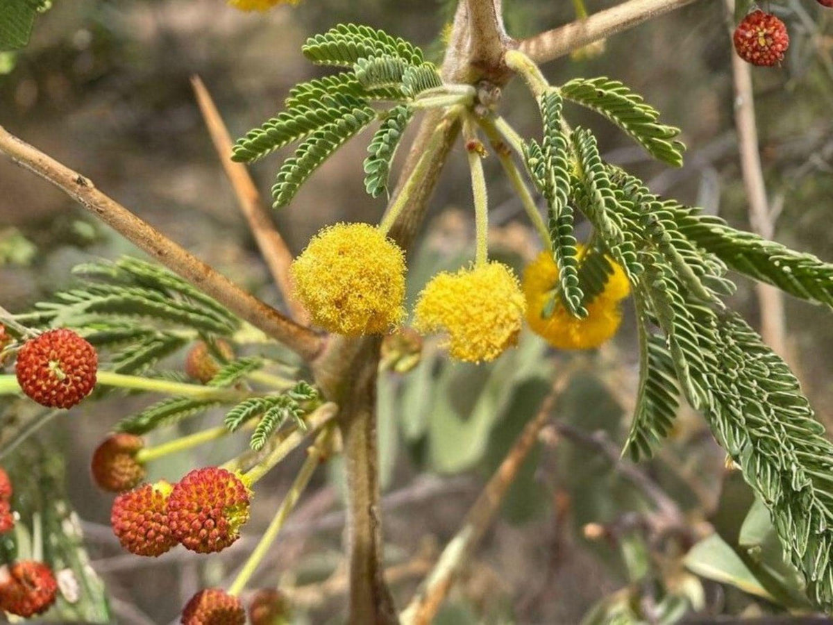 5 Acacia Nilotica Seeds Vachellia nilotica Gum Arabic Tree Thorn Acacia Bonsai