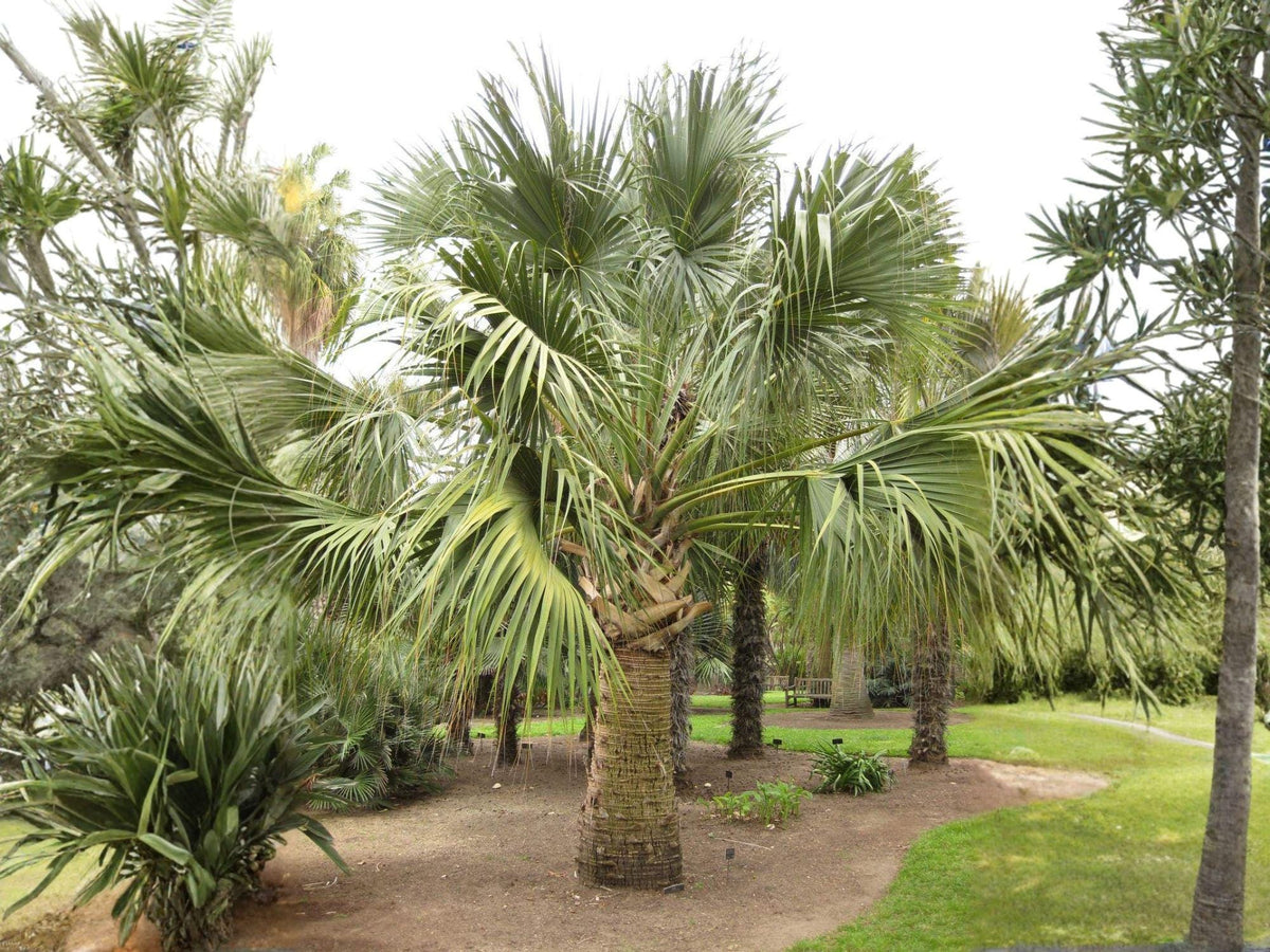 5 Sabal Palmetto Seeds Cabbage Palm Tree Hardy Tropical Palm for Coastal Southern Gardens