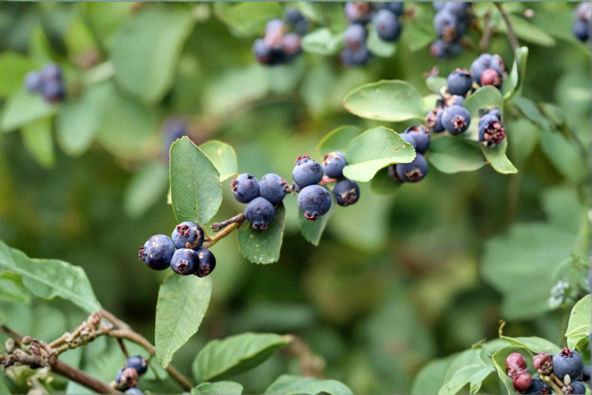 100 Seeds Saskatoon Serviceberry Amelanchier alnifolia