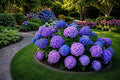 25pcs Hydrangea macrophylla Seeds - Blue Pink Purple Perennial Flowers for Garden, Borders, Containers