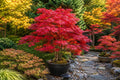 25pcs Red Japanese Maple Seeds Acer palmatum atropurpureum for Gardening, Landscaping, Ornamental Tree