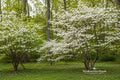 Flowering Dogwood Bare Root Plant – Cornus florida – 12–18 Inches, Ornamental Tree, Spring Blooms, Deciduous Landscape Tree