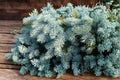 30 Seeds Blue Spruce Picea pungens Evergreen Conifer Tree