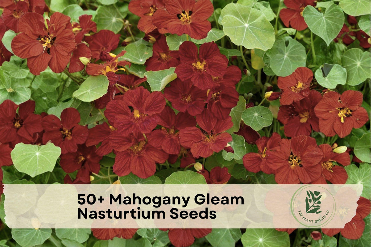 50+ Mahogany Gleam Nasturtium Seeds, Trailing Deep Red Flowers, Tropaeolum majus, Container & Garden Bed Plant