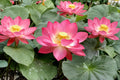 10 Seeds Multicolor Lotus Nelumbo nucifera Flowering Aquatic Perennial