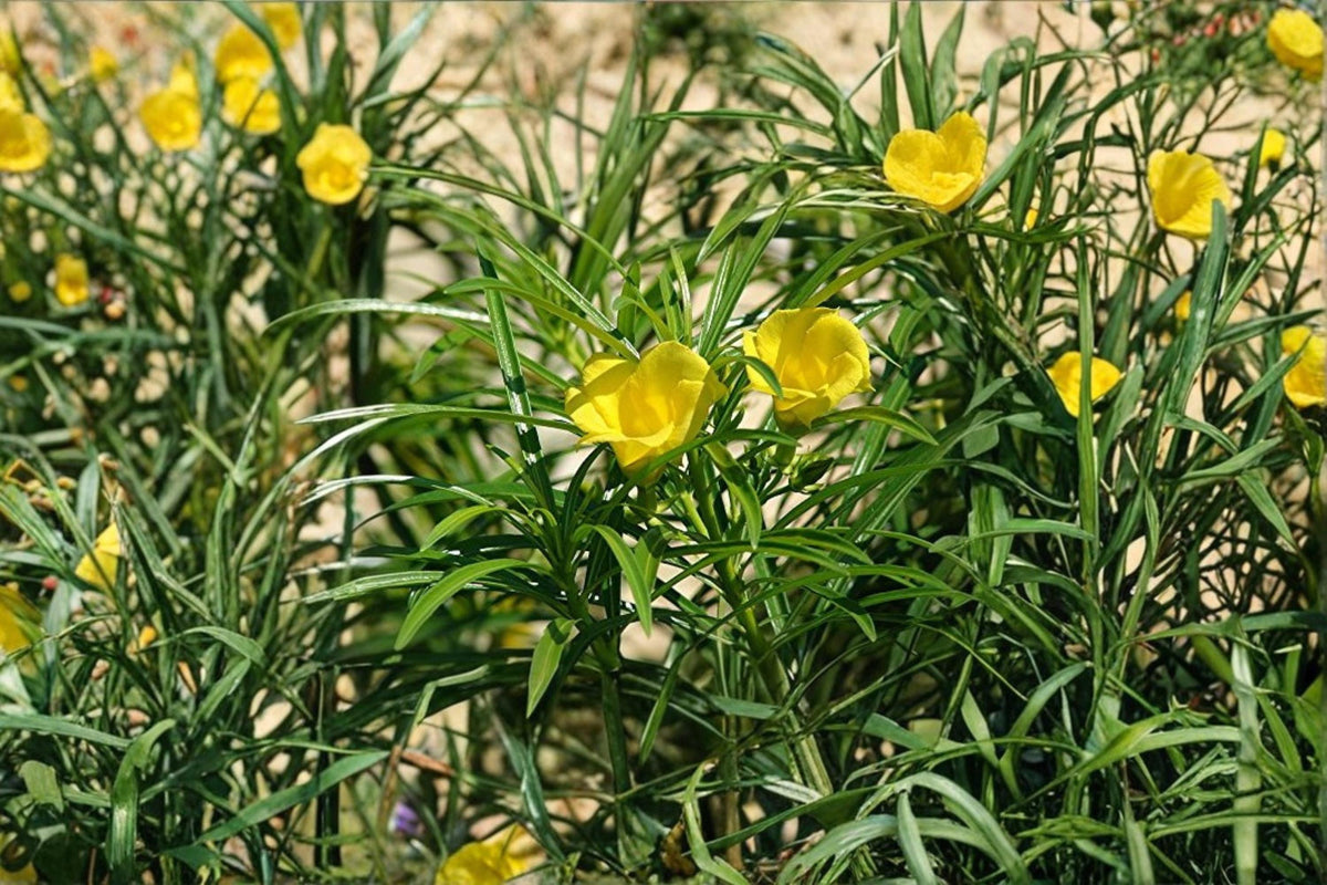 5 Seeds Lucky Nut Thevetia peruviana Ornamental Flowering Shrub