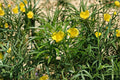 Lucky Nut Seeds - 5 Seeds - Tropical Ornamental Shrub with Yellow Flowers - Thevetia peruviana - Ideal for Warm Climates