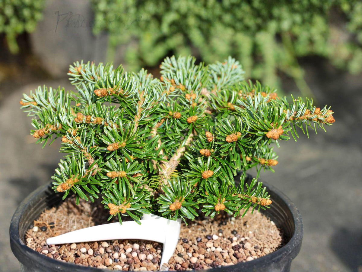 10 Seeds European Silver Fir Abies alba Evergreen Conifer Cold Hardy Tree
