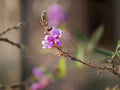 25 Showy Tick Trefoil Seeds Desmodium canadense Native Wildflower Prairie Pollinator Garden