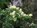 10 Seeds Texas Ebony Pithecellobium flexicaule Evergreen Bonsai Xeriscape Desert Tree