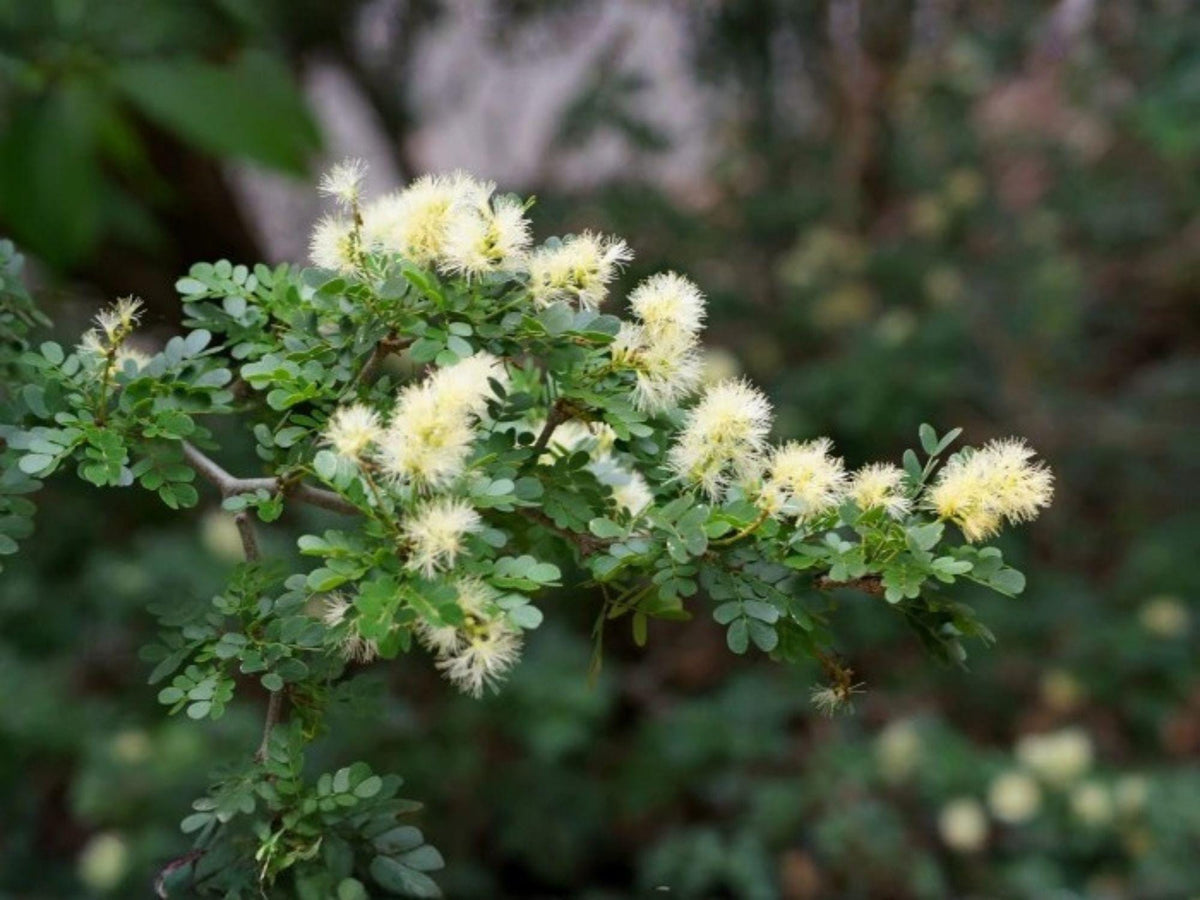 10 Seeds Texas Ebony Pithecellobium flexicaule Evergreen Bonsai Xeriscape Desert Tree