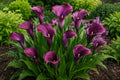 Calla Lily Bulbs Purple Sensation Live Flower Plant Zantedeschia spp. Bold Purple Color, Easy to Grow, Garden, Container