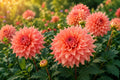 Fairway Spur Dahlia Tuber Clump | 10-Inch Dinner Plate Perennial Flower | Dahlia pinnata | Vibrant Blooms for Garden & Cut Flowers