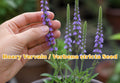 100 Seeds Hoary Vervain Wildflower Seeds – Native Pollinator Plant for Prairie, Meadow & Cottage Gardens – Verbena stricta
