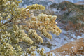 50 Seeds Fourwing Saltbush Atriplex canescens Drought Tolerant Ornamental Shrub