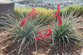 Red Yucca Seeds – Hesperaloe parviflora Perennial Flower Seeds for Drought-Tolerant Gardens, Coral Red Blooms, Full Sun, Low Water
