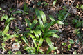 Wild Leek Seeds – Allium tricoccum – Edible Perennial Herb for Shade Gardens, Woodland & Forest Landscapes