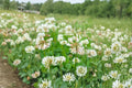 Dutch White Clover Seeds for Planting - Trifolium repens - Perennial Ground Cover for Lawns, Landscapes, and Erosion Control