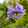 Jacaranda Tree Cuttings | Unrooted Live Propagation | Purple Blue Flowers | Jacaranda mimosifolia