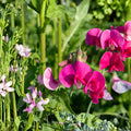 Sweet Pea Bush Cuttings | Polygala Myrtifolia | Milkwort Flower Plant | 7 Live 6" Unrooted Cuttings for Garden Borders and Containers