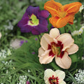 Once Upon a Time Daylily Mix | Reblooming Hemerocallis Roots | Colorful Perennials for Garden Beds & Borders
