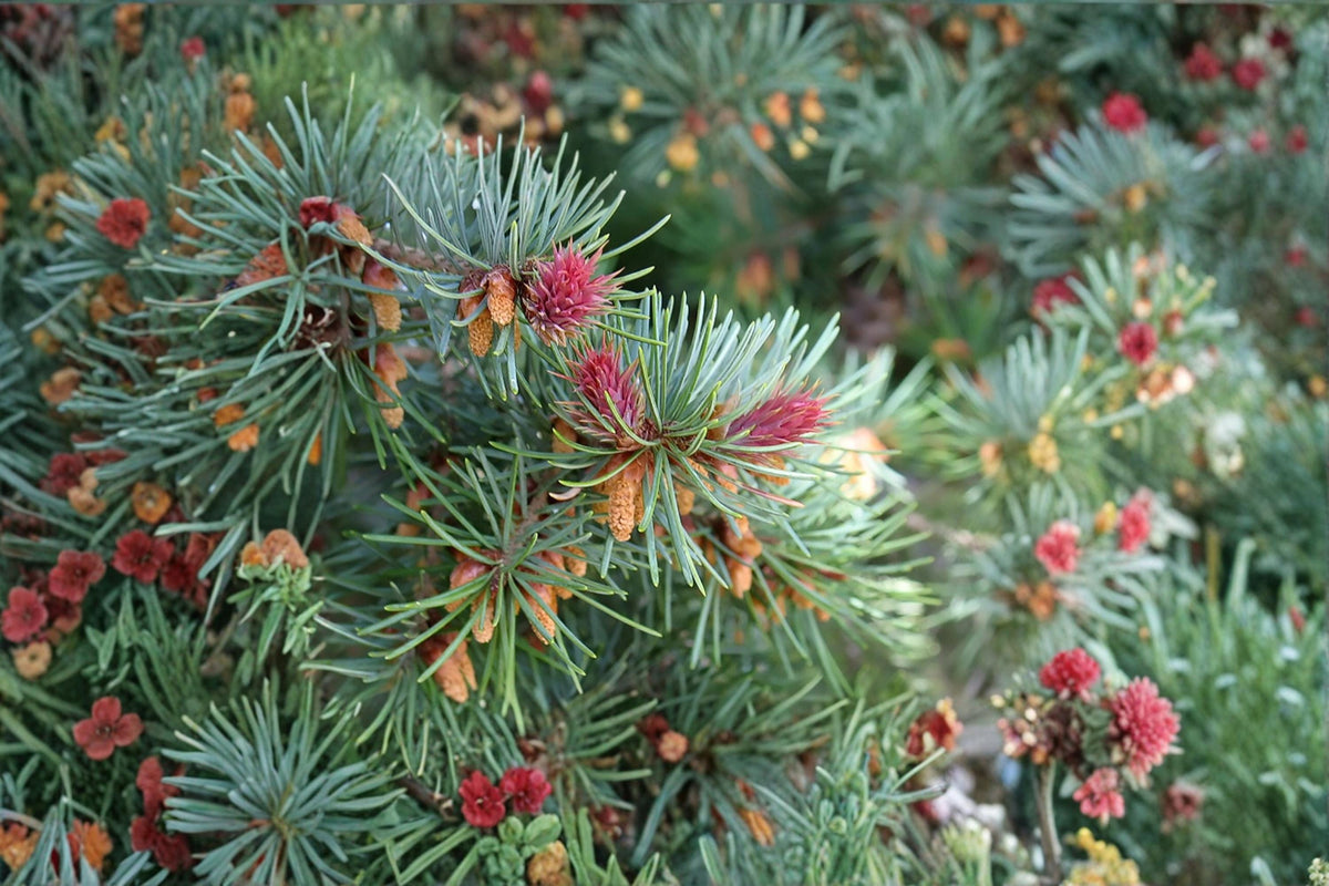 20 Seeds Blue Douglas Fir Pseudotsuga menziesii var. glauca Evergreen Tree