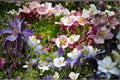 100 Seeds McKana Columbine Aquilegia x hybrida Multicolor Perennial Flower