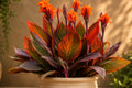 Canna Tropicanna Rhizome - Orange Summer Blooms & Variegated Purple Foliage - Canna indica 'Tropicanna'